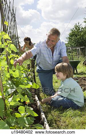 Family with boy gardening View Large Photo Image Stock Image - Family with boy gardening. Fotosearch