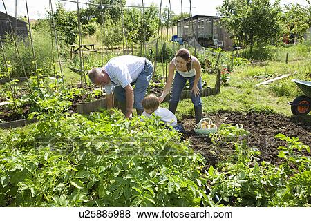 Family with boy gardening View Large Photo Image Stock Photo - Family with boy gardening. Fotosearch