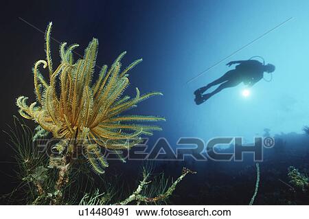 Feather star on reef wall with silhouette of diver in background View Large Photo Image Stock Image - Feather star on reef wall with silhouette of diver in background. Fotosearch