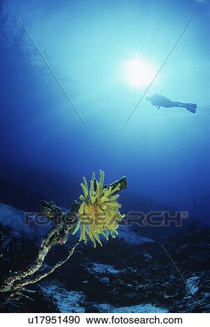 Stock Image - Feather star with silhouette of diver in background. Fotosearch