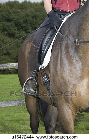 Female horseback rider sitting on brown horse cropped View Large Photo Image Picture - Female horseback rider sitting on brown horse cropped. Fotosearch