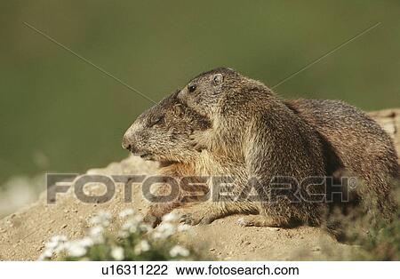 Female Marmot with cub View Large Photo Image Stock Image - Female Marmot with cub. Fotosearch