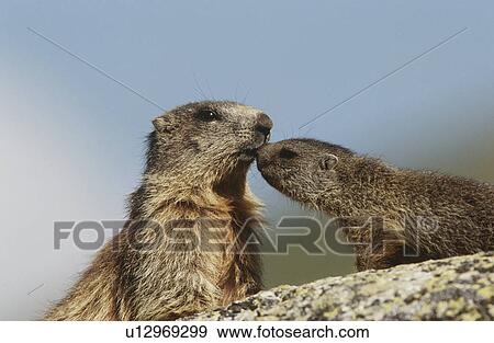 Female marmot with young on rock View Large Photo Image Stock Photo - Female marmot with young on rock. Fotosearch