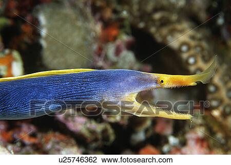Female Ribbon Eel with mouth open side view View Large Photo Image Stock Image - Female Ribbon Eel with mouth open side view. Fotosearch