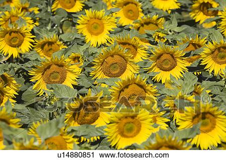 Field of sunflowers View Large Photo Image Stock Image - Field of sunflowers. Fotosearch