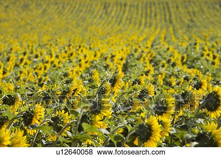 Stock Photo - Field of sunflowers. Fotosearch
