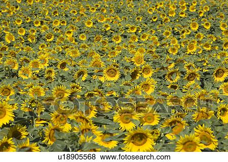 Stock Photo - Field of sunflowers. Fotosearch