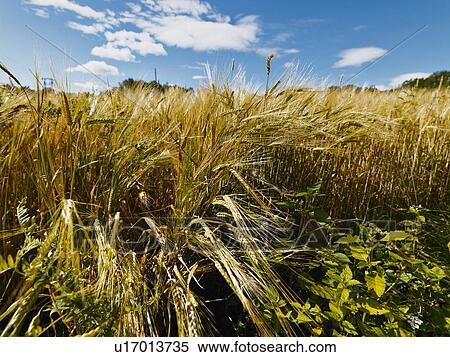 Stock Photography - Field of wheat in sunny whether. Fotosearch