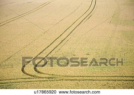 Stock Image - Field with tire marks. Fotosearch