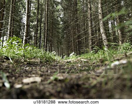 Forest undergrowth View Large Photo Image Stock Photo - Forest undergrowth. Fotosearch