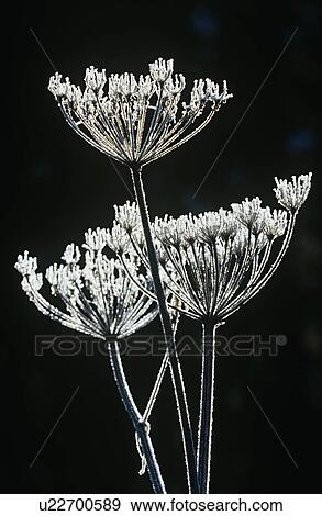 Stock Photo - Frost on Apiaceae plant. Fotosearch
