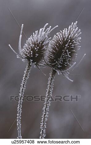Stock Photo - Frosty Common Teasel. Fotosearch