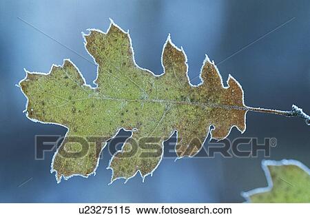 Frosty oak leaf close-up View Large Photo Image Stock Photography - Frosty oak leaf close-up. Fotosearch