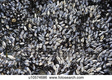 Full frame of sea shells View Large Photo Image Stock Photograph - Full frame of sea shells. Fotosearch