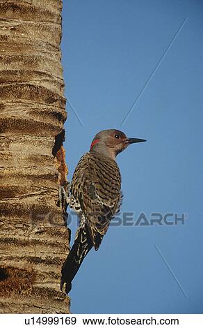 Stock Photo - Gila Woodpecker (Melanerpes uropygialis) on tree trunk. Fotosearch