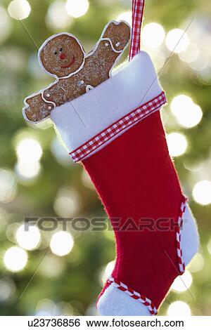 Gingerbread man in Christmas stocking View Large Photo Image Stock Photograph - Gingerbread man in Christmas stocking. Fotosearch