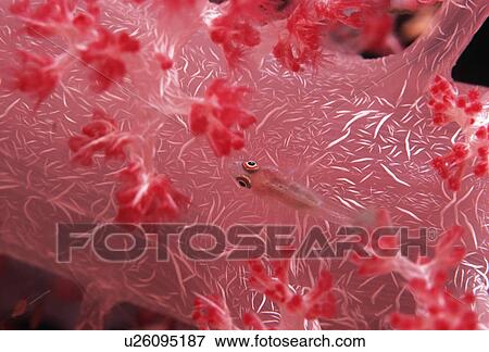 Goby fish swimming along spiral coral View Large Photo Image Stock Photo - Goby fish swimming along spiral coral. Fotosearch