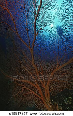 Gorgonian sea fan with sunshine on surface and silhouette of diver View Large Photo Image Stock Photo - Gorgonian sea fan with sunshine on surface and silhouette of diver. Fotosearch