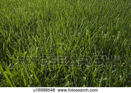 Stock Photo - Grass close-up. Fotosearch