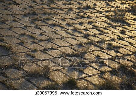 Grass growing through cobblestones View Large Photo Image Stock Photography - Grass growing through cobblestones. Fotosearch