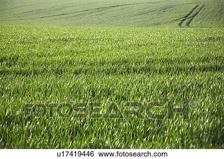 Stock Photograph - Green Field. Fotosearch