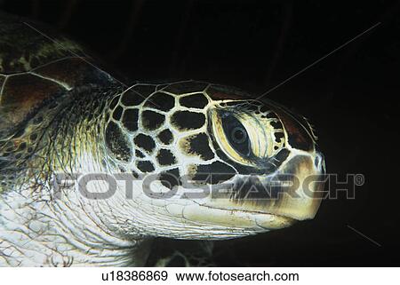 Green turtle close-up of head View Large Photo Image Stock Photo - Green turtle close-up of head. Fotosearch