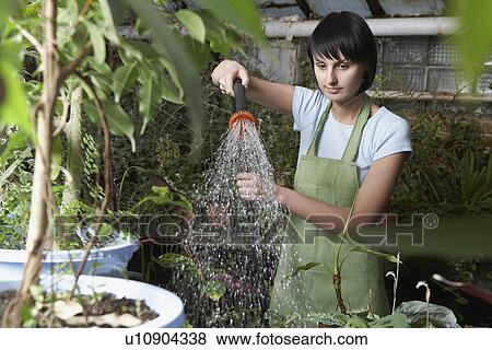 Stock Photo - Greenhouse Worker Watering Plants. Fotosearch
