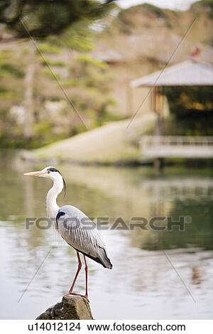 Picture - Grey Heron in Korakuen Garden in Okayama. Fotosearch