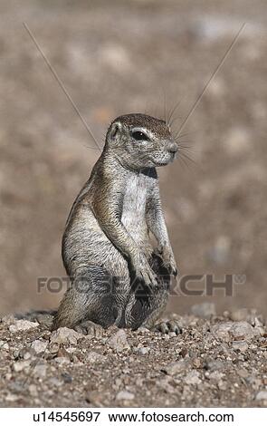 Stock Photo - Ground Squirrel. Fotosearch