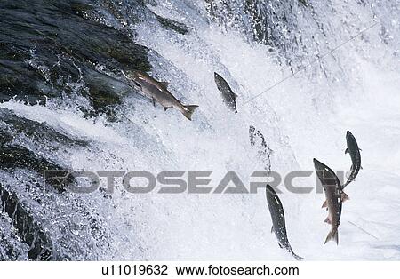 Stock Image - Group of Salmon jumping upstream in river. Fotosearch