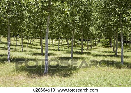 Grove View Large Photo Image Stock Image - Grove. Fotosearch