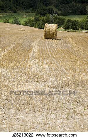 Hay bales in field View Large Photo Image Stock Image - Hay bales in field. Fotosearch