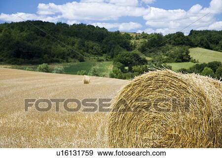 Stock Photo - Hay bales in field. Fotosearch