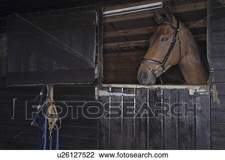 Stock Image - Horse in stable. Fotosearch