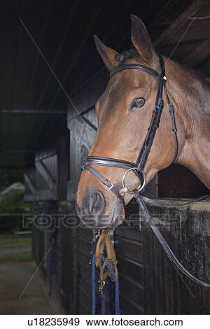 Stock Photo - Horse in stable. Fotosearch