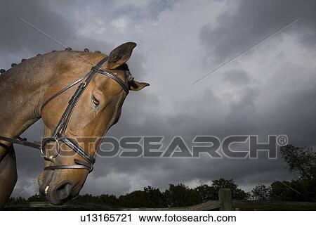 Horse's head outdoors View Large Photo Image Stock Image - Horse's head outdoors. Fotosearch