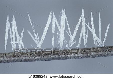 Ice needles on twig close-up View Large Photo Image Stock Photo - Ice needles on twig close-up. Fotosearch