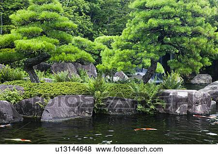 Japan Himeji Himeji Koko-en Gardens pond with Koi Carps View Large Photo Image Stock Photo - Japan Himeji Himeji Koko-en Gardens pond with Koi Carps. Fotosearch