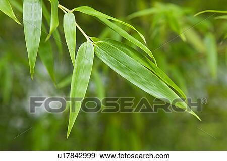 Japan Himeji Himeji Koko-en Gardens plant close-up View Large Photo Image Stock Photo - Japan Himeji Himeji Koko-en Gardens plant close-up. Fotosearch
