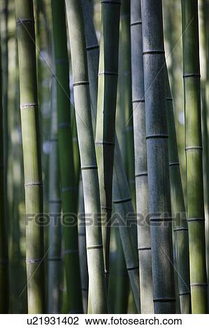Japan Kyoto bamboo grove close-up View Large Photo Image Stock Image - Japan Kyoto bamboo grove close-up. Fotosearch