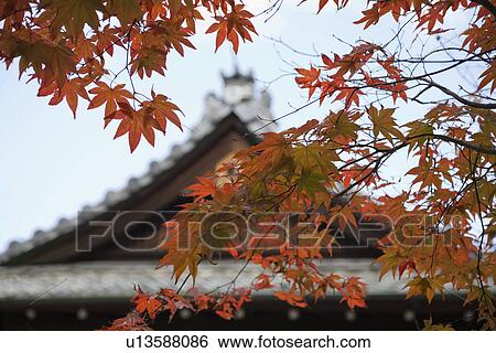 Japan Kyoto Tenju-an Temple roof with Japanese maple tree in foreground Autumn View Large Photo Image Stock Photograph - Japan Kyoto Tenju-an Temple roof with Japanese maple tree in foreground Autumn. Fotosearch