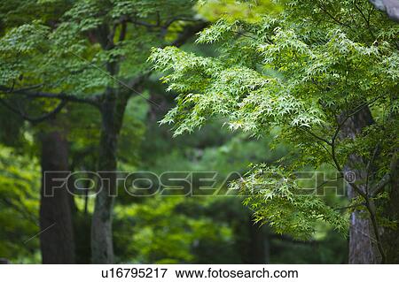 Stock Photo - Japan Kyoto Tofuku-ji Temple Maple trees. Fotosearch