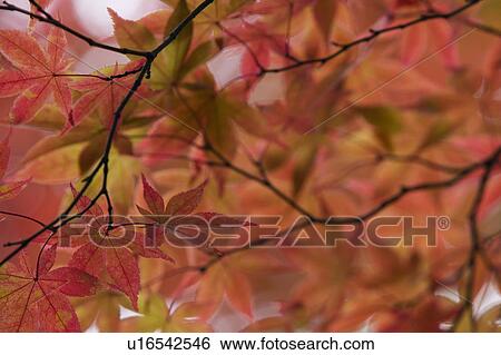 Japan Nikko Rinnoji Temple Maple tree in Fall colors close-up View Large Photo Image Stock Photograph - Japan Nikko Rinnoji Temple Maple tree in Fall colors close-up. Fotosearch