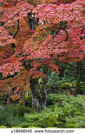 Stock Photography - Japan Nikko Rinnoji Temple Maple trees in Fall colors. Fotosearch
