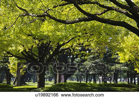 Stock Photograph - Japan Tokyo Marunouchi business district park. Fotosearch
