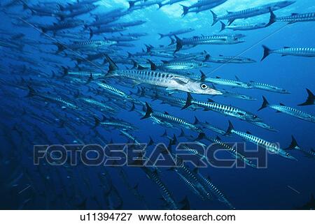 Large school of Barracuda fish View Large Photo Image Stock Photo - Large school of Barracuda fish. Fotosearch