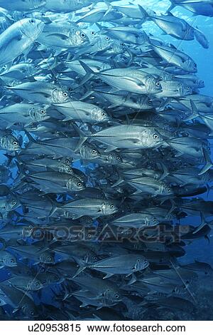 Large school of bigeyed trevally fish View Large Photo Image Stock Photography - Large school of bigeyed trevally fish. Fotosearch