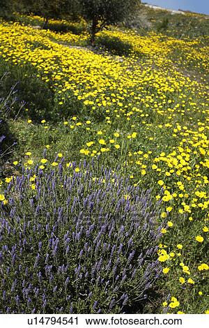 Stock Image - Lavender Plant in Field of Wild Yellow Daisies. Fotosearch