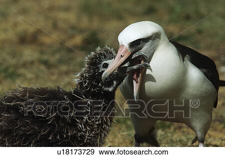 Laysan Albatross (Phoebastria immutabilis) feeding nestling View Large Photo Image Stock Photo - Laysan Albatross (Phoebastria immutabilis) feeding nestling. Fotosearch