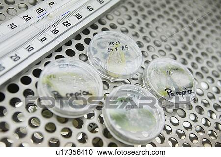 Stock Image - Leaves in petri dishes on lab shelf. Fotosearch
